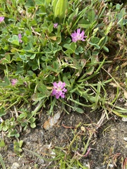 Trifolium resupinatum
