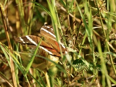 Anartia fatima colima