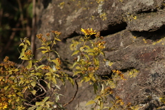 Zaluzania