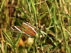 Anartia fatima colima
