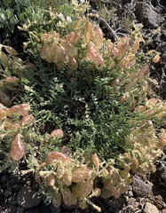 Astragalus whitneyi