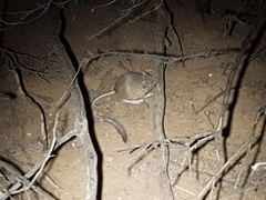 Dipodomys merriami