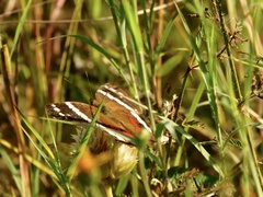 Anartia fatima colima