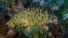 Colpophyllia natans