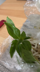 Ocimum basilicum