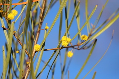 Acacia dietrichiana