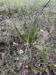 Washingtonia filifera