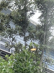 Zosterops lateralis lateralis