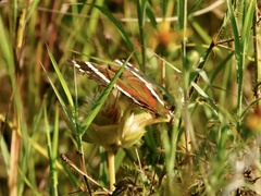 Anartia fatima colima