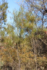 Acacia dietrichiana