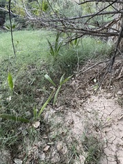 Washingtonia filifera