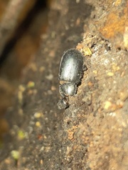 Platycerus oregonensis