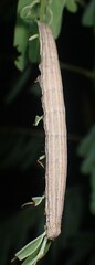 Catocala nuptialis