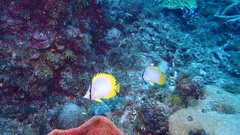 Chaetodon ocellatus