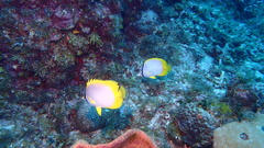 Chaetodon ocellatus