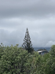 Araucaria heterophylla