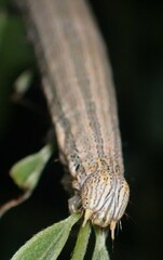 Catocala nuptialis
