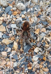 Bistriopelma
