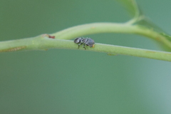 Cephalotes