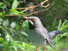 Turdus plumbeus