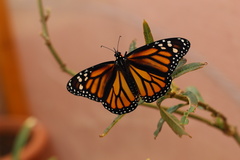 Danaus plexippus