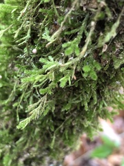 Forsstroemia trichomitria