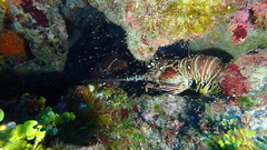 Panulirus argus