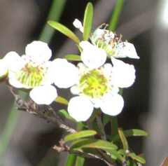 Leptospermum polygalifolium