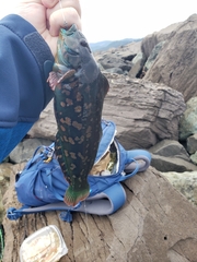 Hexagrammos lagocephalus