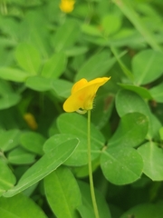 Arachis