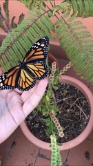 Danaus plexippus