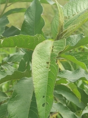 Siphocampylus giganteus