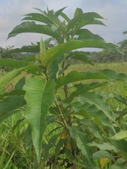 Siphocampylus giganteus