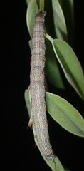 Catocala nuptialis