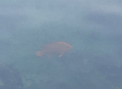 Hypsypops rubicundus