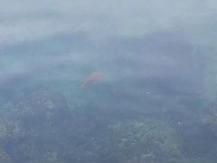 Hypsypops rubicundus