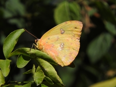 Phoebis philea philea