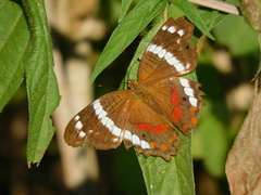 Anartia fatima colima