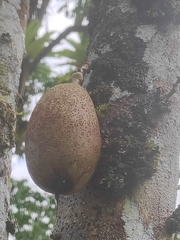 Crescentia cujete