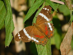 Anartia fatima colima