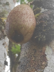 Crescentia cujete