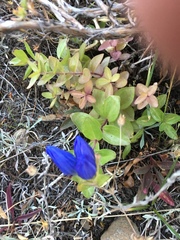 Gentiana affinis
