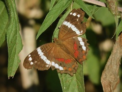 Anartia fatima colima