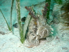 Plumed Scorpionfish photo 3