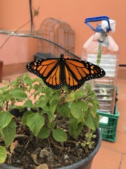 Danaus plexippus