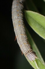 Catocala nuptialis