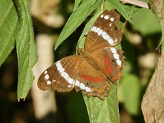 Anartia fatima colima