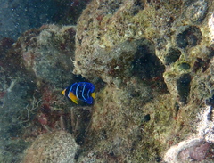 Holacanthus bermudensis