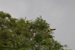 Eupsittula canicularis