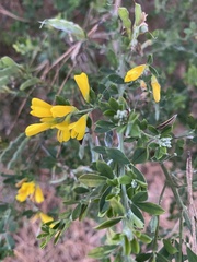 Genista stenopetala